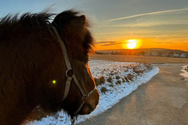 Pferd im Sonnenuntergang. 