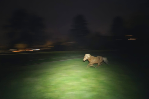 Verschwommenes fuchsfarbenes Pferd galoppiert nachts über eine Wiese. 