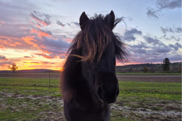 Schwarzes Pferd im Sonnenuntergang mit Wind in der Mähne.