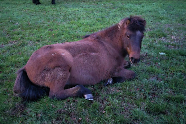 Zufriedenes, aufmerksames Pferd liegt auf einer Wiese.