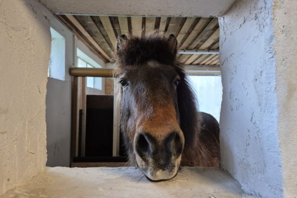 Pferd schaut durch Fenster.