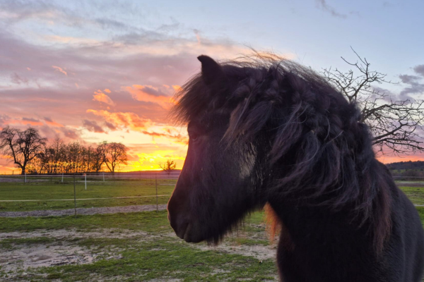 Schwarzes Pferd blickt in den Sonnenuntergang.