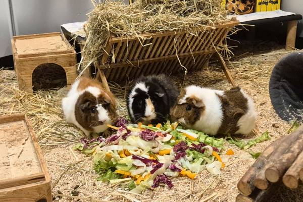 Drei Meerschweinchen beim Fressen. 