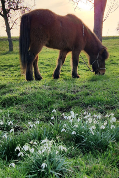 Schneeglöckchen im Gegenlicht mit grasendem Pferd im Hintergrund. 