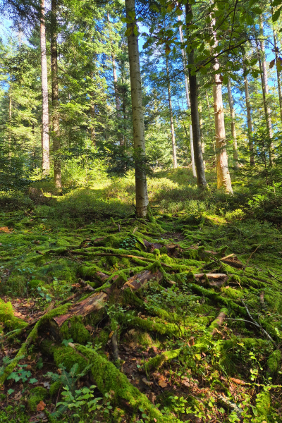 Mit Moos überzogene Äste im Wald.