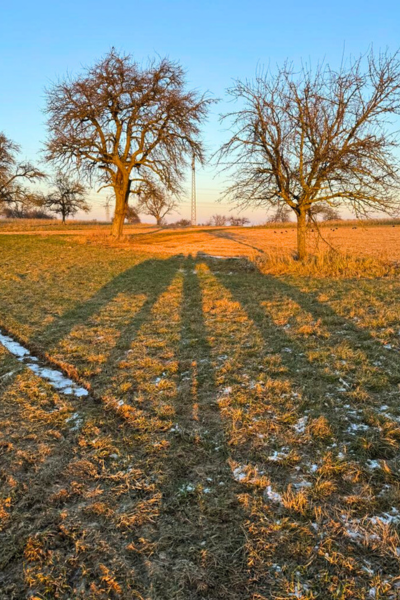 Zwei Pferde und ein Mensch werfen in der Abendsonne Schatten auf ein Feld.