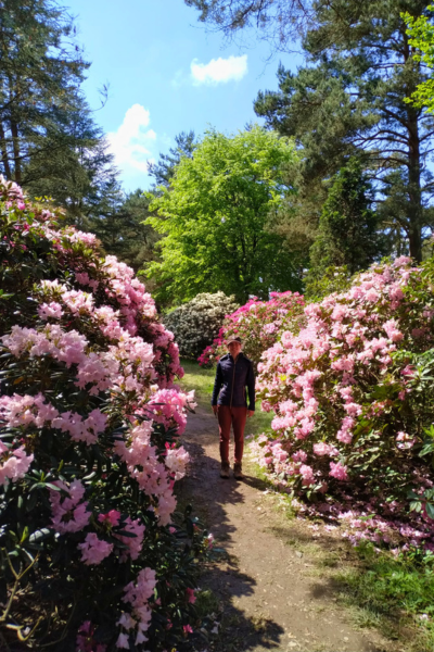 Große, prächtig blühende Rhododendron-Büsche an einem sonnigen Tag.