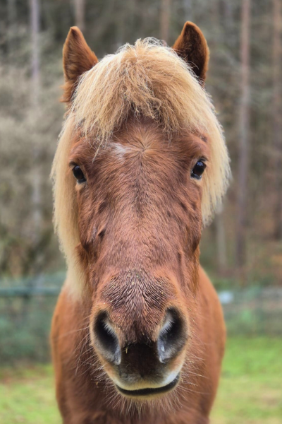 Fuchsfarbenes Pferd schaut aufmerksam in die Kamera. 