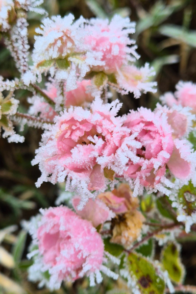 Kleine, mit Frost überzogene rosa Röschen.